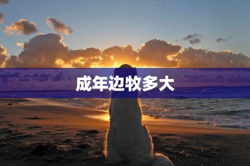 成年邊牧多大