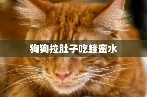 狗狗拉肚子吃蜂蜜水