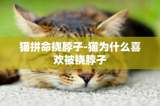 貓拼命撓脖子-貓為什么喜歡被撓脖子