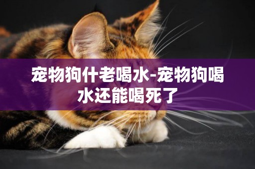 寵物狗什老喝水-寵物狗喝水還能喝死了