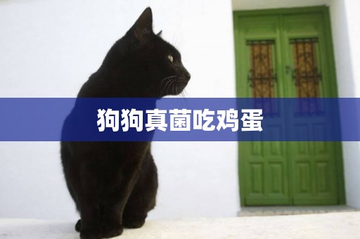 狗狗真菌吃雞蛋