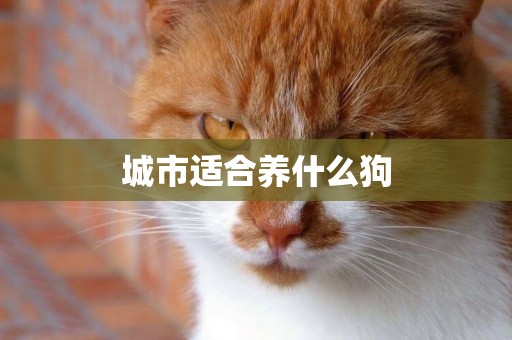 城市適合養什么狗