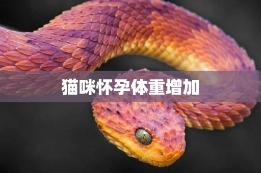 貓咪懷孕體重增加