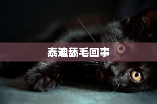 泰迪舔毛回事