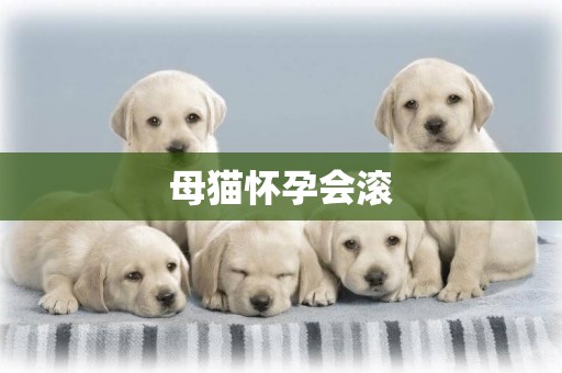 母貓懷孕會滾