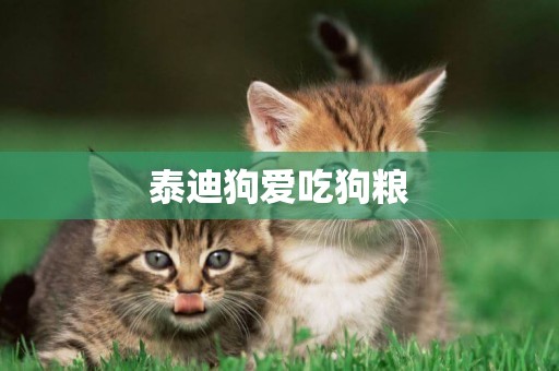 泰迪狗愛吃狗糧