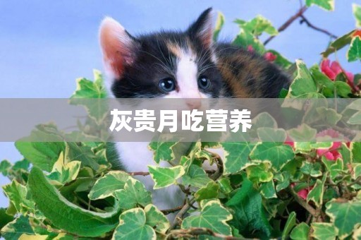灰貴月吃營養