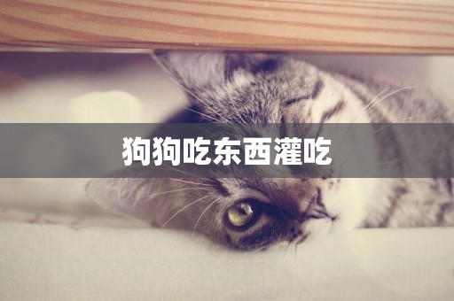 狗狗吃東西灌吃