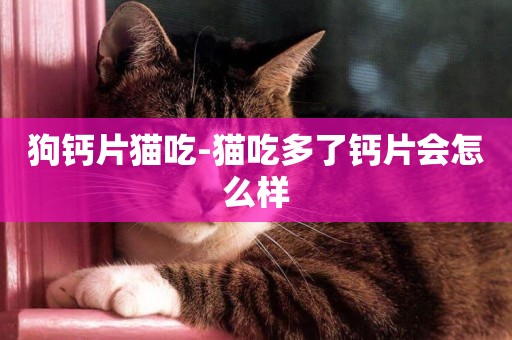 狗鈣片貓吃-貓吃多了鈣片會怎么樣