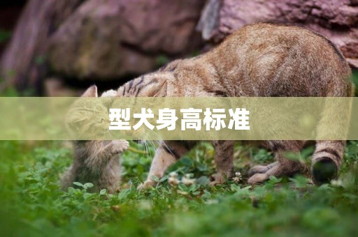型犬身高標準