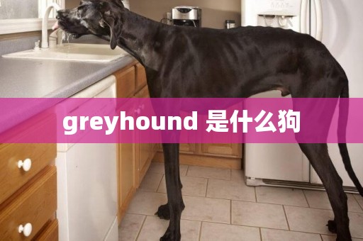 greyhound 是什么狗