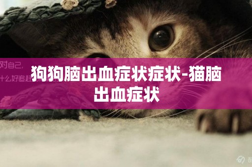 狗狗腦出血癥狀癥狀-貓腦出血癥狀