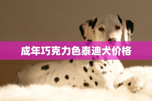 成年巧克力色泰迪犬價格