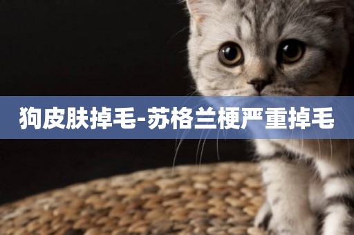 狗皮膚掉毛-蘇格蘭梗嚴重掉毛