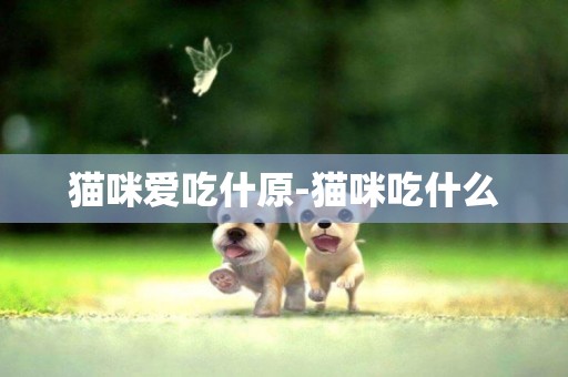 貓咪愛吃什原-貓咪吃什么