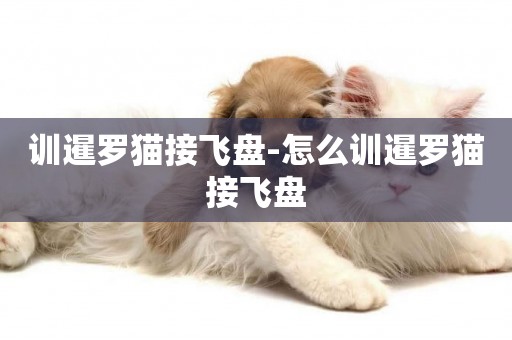 訓暹羅貓接飛盤-怎么訓暹羅貓接飛盤