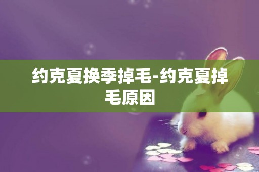 約克夏換季掉毛-約克夏掉毛原因