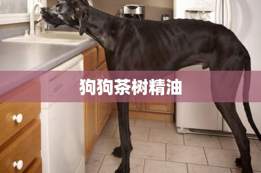 狗狗茶樹精油
