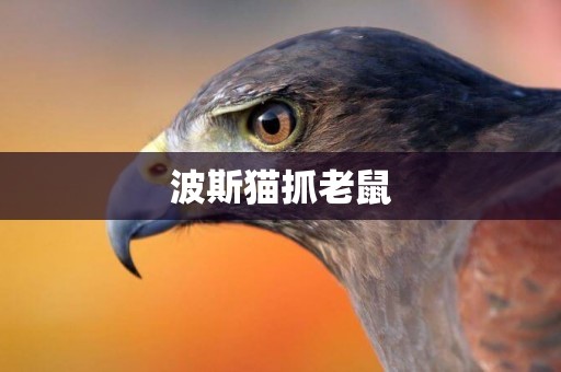 波斯貓抓老鼠