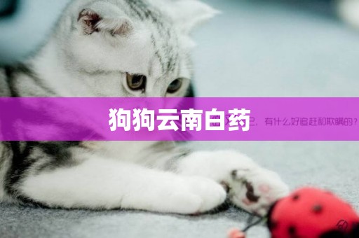 狗狗云南白藥