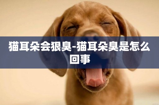 貓耳朵會狠臭-貓耳朵臭是怎么回事