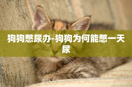 狗狗憋尿辦-狗狗為何能憋一天尿