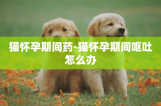 貓懷孕期間藥-貓懷孕期間嘔吐怎么辦