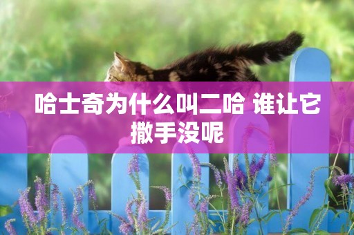 哈士奇為什么叫二哈 誰讓它撒手沒呢