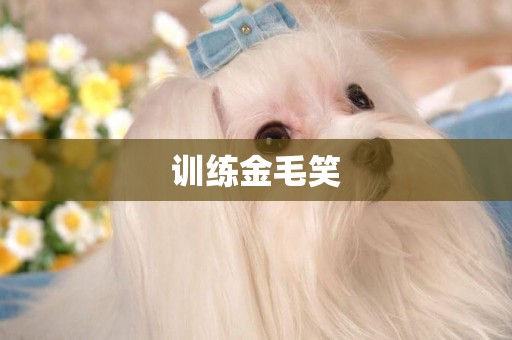 訓練金毛笑