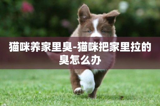 貓咪養家里臭-貓咪把家里拉的臭怎么辦