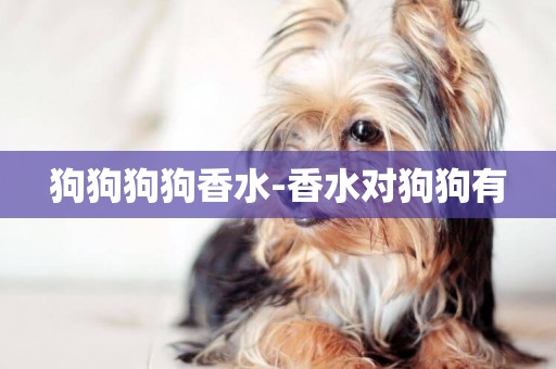 狗狗狗狗香水-香水對狗狗有