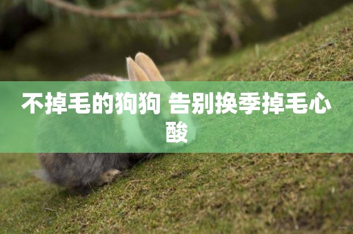 不掉毛的狗狗 告別換季掉毛心酸