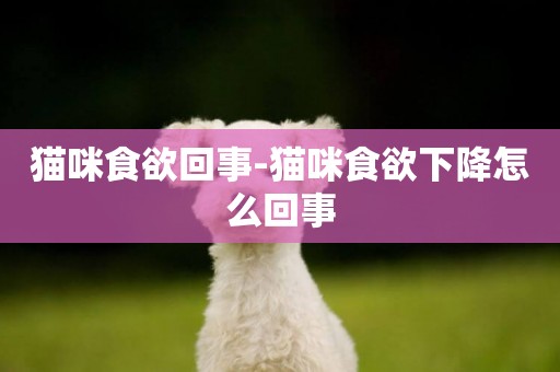 貓咪食欲回事-貓咪食欲下降怎么回事