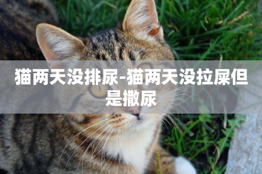 貓兩天沒排尿-貓兩天沒拉屎但是撒尿