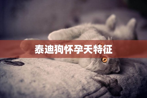 泰迪狗懷孕天特征