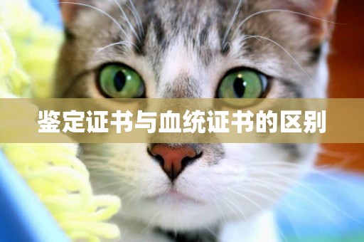 鑒定證書與血統證書的區別