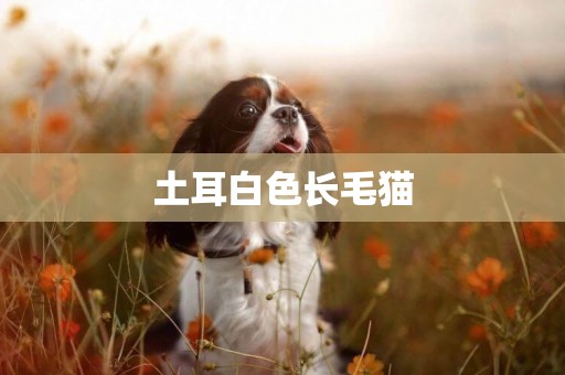 土耳白色長毛貓