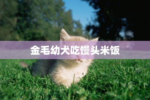 金毛幼犬吃饅頭米飯