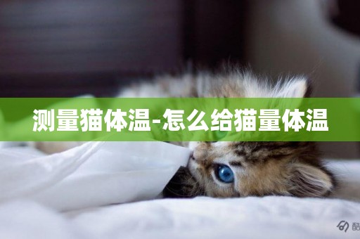 測量貓體溫-怎么給貓量體溫