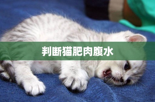 判斷貓肥肉腹水