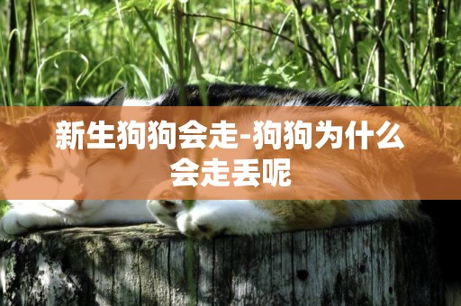新生狗狗會走-狗狗為什么會走丟呢