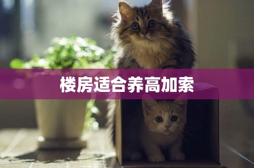 樓房適合養高加索