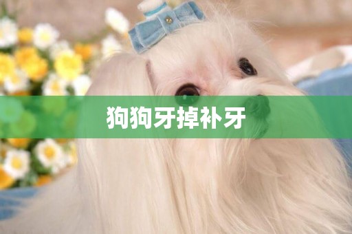 狗狗牙掉補牙