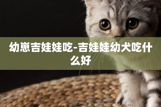 幼崽吉娃娃吃-吉娃娃幼犬吃什么好