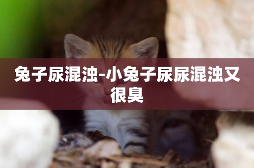 兔子尿混濁-小兔子尿尿混濁又很臭