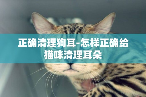 正確清理狗耳-怎樣正確給貓咪清理耳朵