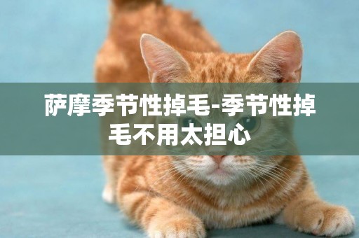 薩摩季節性掉毛-季節性掉毛不用太擔心