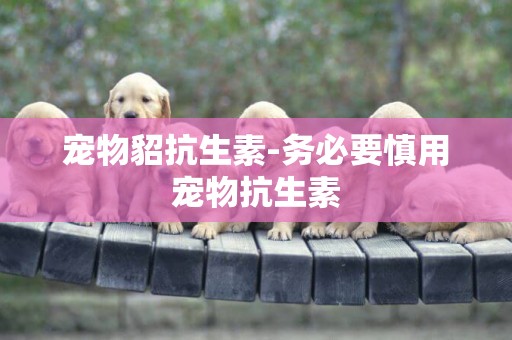 寵物貂抗生素-務必要慎用寵物抗生素