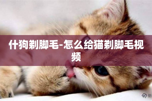 什狗剃腳毛-怎么給貓剃腳毛視頻