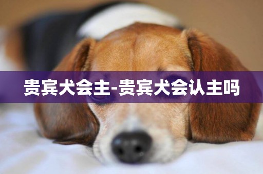 貴賓犬會主-貴賓犬會認主嗎